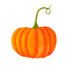 Juicy orange pumpkin, watercolor realistic botanical illustration, for prints, invitations, postcards dedicated to the autumn holidays Thanksgiving, Halloween, harvest festival, farmer's market