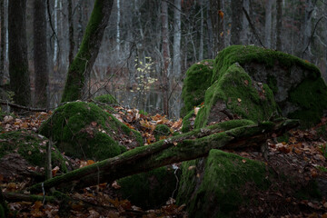 A mossy set of rocks and branches in a fall forest.