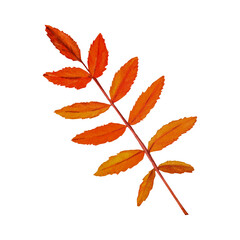 Tree yellow orange and red fall leaves. Autumn foliage watercolor realistic botanical illustration, for prints, invitations, cards Thanksgiving, Halloween, harvest festival, farmer's market.