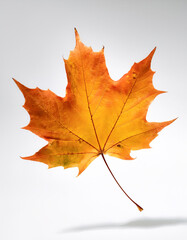 Obraz premium Maple Leaf, Famous for its bright colors in autumn floating or flying isolated white background