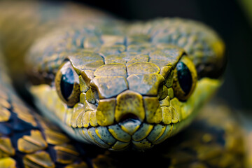 close up shot of snake reveals intricate details of its scales and striking eyes, showcasing beauty of nature in low light. vibrant colors and textures create captivating image