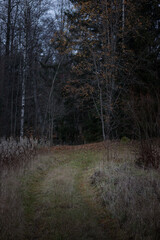 A meadow path leading to a fall forest.