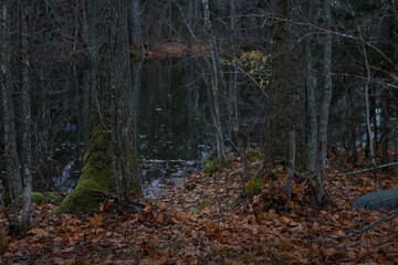 Obraz premium An autumn forest lake in october.