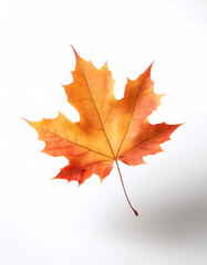 Obraz premium Maple Leaf, Famous for its bright colors in autumn floating or flying isolated white background