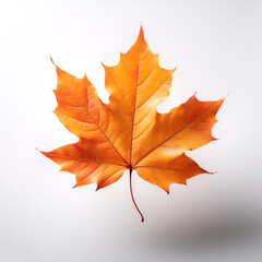 Obraz premium Maple Leaf, Famous for its bright colors in autumn floating or flying isolated white background