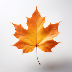 Obraz premium Maple Leaf, Famous for its bright colors in autumn floating or flying isolated white background