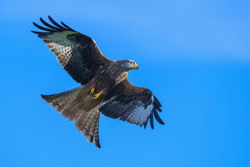 Red Kite, Milvus milvus, bird in flight