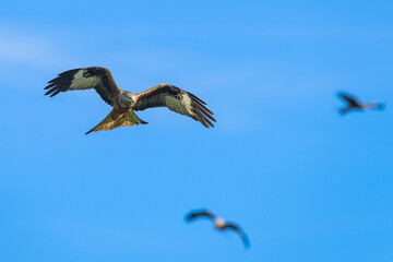 Red Kite, Milvus milvus, bird in flight