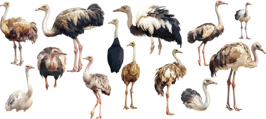 ostrich watercolor clipart	