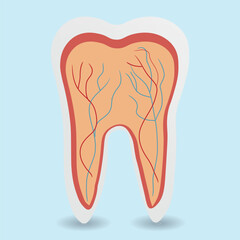 Tooth. Shiny, healthy tooth vector icon. Tooth icon, Teeth sign. Dental care logo, Dental clinic icon.
