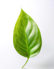 Obraz premium Pothos Leaf floating or flying isolated white background