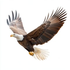 Obraz premium A large eagle is flying in the air with its wings spread wide