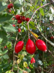 Vibrant Red Rose Hips on a Bush in Sunlight