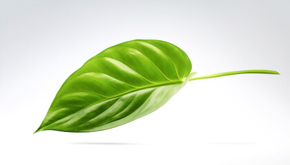 Pothos Leaf floating or flying isolated white background