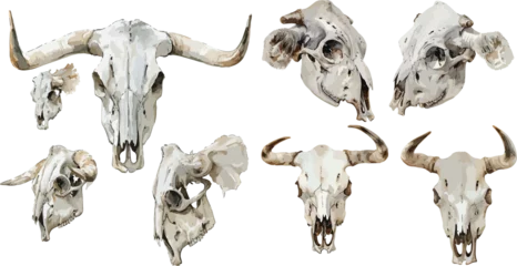 cow skull watercolor clipart 