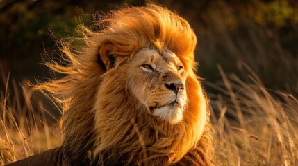 Obraz premium A lion with a mane blowing in the wind, looking regal