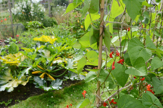 Runner bean vines in a vegetable garden, courgettes beyond