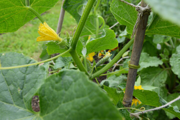 Small ridge cucumber growing on a climbing vine in an allotment © sarahdoow