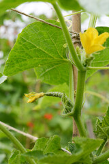 Cucumber starts to swell behind a female flower on a vine © sarahdoow