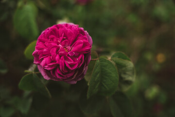 Reddish rose with dense petals blooming in a wild glade, spring in cloudy weather