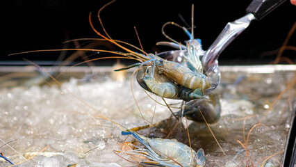 A close-up of fresh royal shrimp or langoustines on a bed of ice, highlighting their vibrant colors and texture. This scene emphasizes the allure of seafood and gourmet dining experiences.