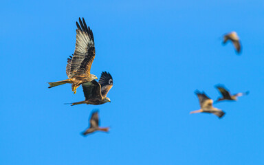 Red Kite, Milvus milvus, bird in flight