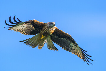 Red Kite, Milvus milvus, bird in flight