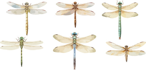 dragonfly watercolor clipart	
