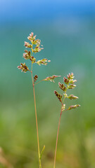 High grass