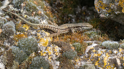 Common wall lizard - Podarcis muralis