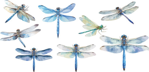 dragonfly watercolor clipart	