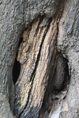 Bark texture background close up
