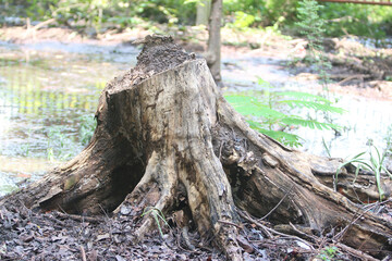 Bark texture background close up
