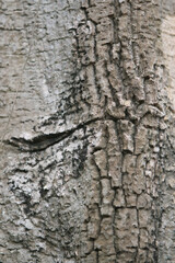Bark texture background close up