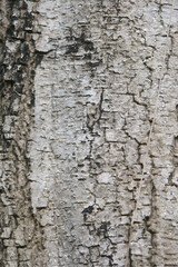 Bark texture background close up