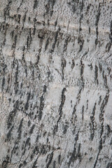 Bark texture background close up