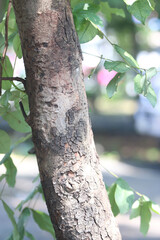 Bark texture background close up