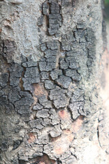 Bark texture background close up