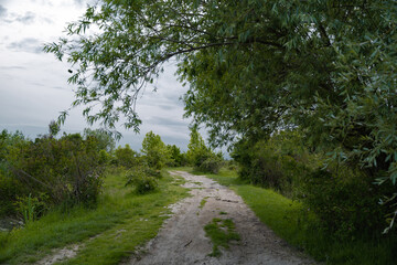 Summer landscape with a delta and a quiet lake reflecting a willow in the water. Natural habitat for numerous wild species in the environment. The wonderful green nature in all its splendor