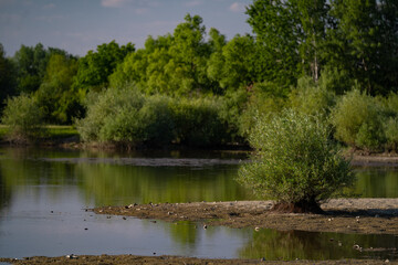Summer landscape with a delta and a quiet lake reflecting a willow in the water. Natural habitat for numerous wild species in the environment. The wonderful green nature in all its splendor