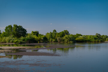 Summer landscape with a delta and a quiet lake reflecting a willow in the water. Natural habitat for numerous wild species in the environment. The wonderful green nature in all its splendor