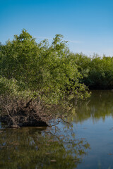 Summer landscape with a delta and a quiet lake reflecting a willow in the water. Natural habitat for numerous wild species in the environment. The wonderful green nature in all its splendor