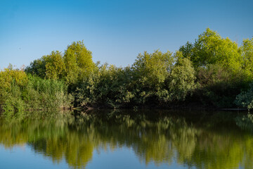 Summer landscape with a delta and a quiet lake reflecting a willow in the water. Natural habitat for numerous wild species in the environment. The wonderful green nature in all its splendor