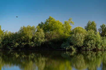 Summer landscape with a delta and a quiet lake reflecting a willow in the water. Natural habitat for numerous wild species in the environment. The wonderful green nature in all its splendor