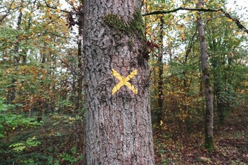 Un arbre marqué d'une croix jaune dans un bois, avec effet de lumière crème mate