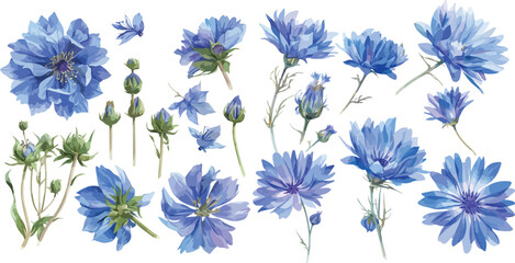 Chicory watercolor clipart	