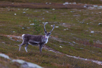 Surprised raindeer looking straight at photographer