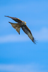 Red Kite, Milvus milvus, bird in flight