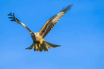 Red Kite, Milvus milvus, bird in flight