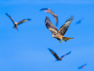 Red Kite, Milvus milvus, bird in flight